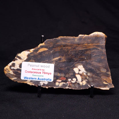 PEANUT WOOD PETRIFIED WOOD, Cretaceous, Australia ZPW014