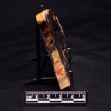 PEANUT WOOD PETRIFIED WOOD, Cretaceous, Australia ZPW014