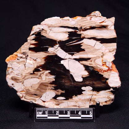 PEANUT WOOD PETRIFIED WOOD, Cretaceous, Australia ZPW015