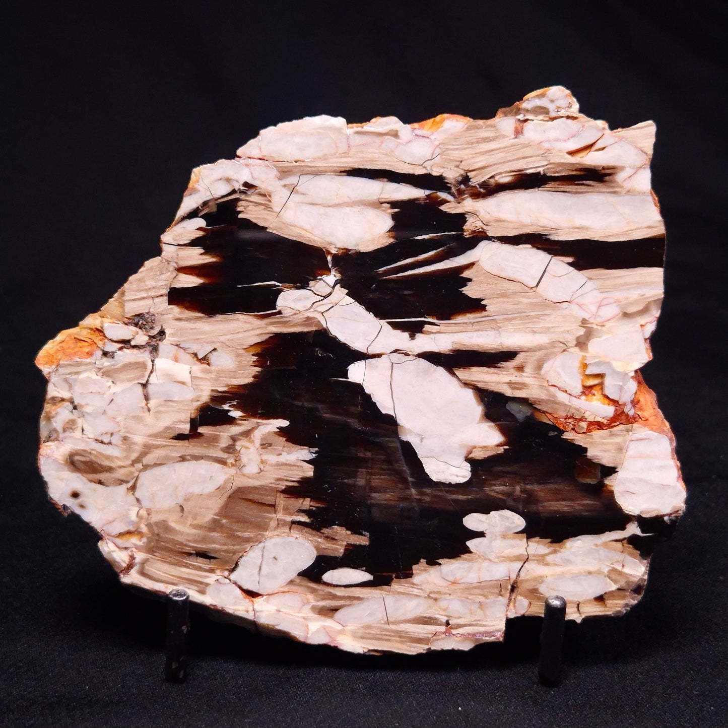 PEANUT WOOD PETRIFIED WOOD, Cretaceous, Australia ZPW015