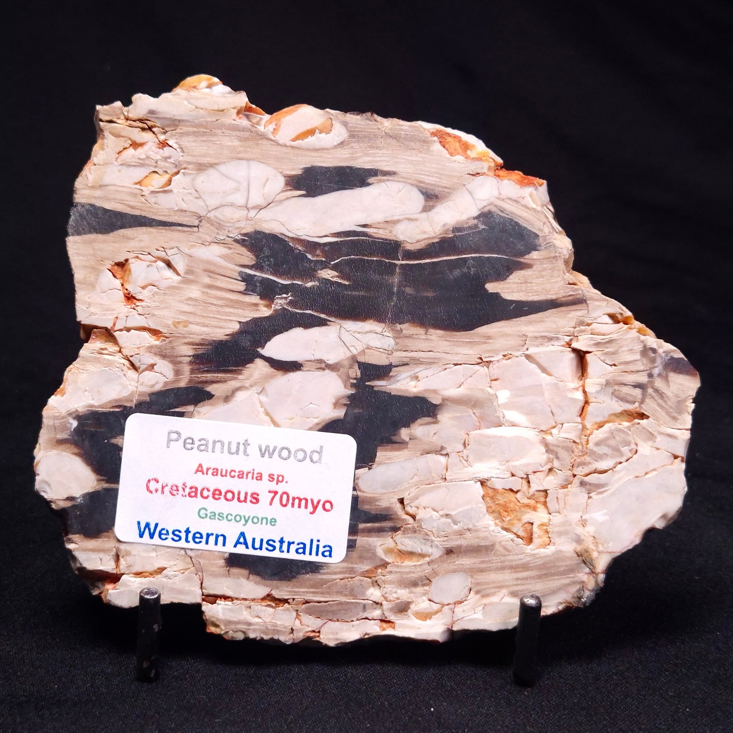PEANUT WOOD PETRIFIED WOOD, Cretaceous, Australia ZPW015
