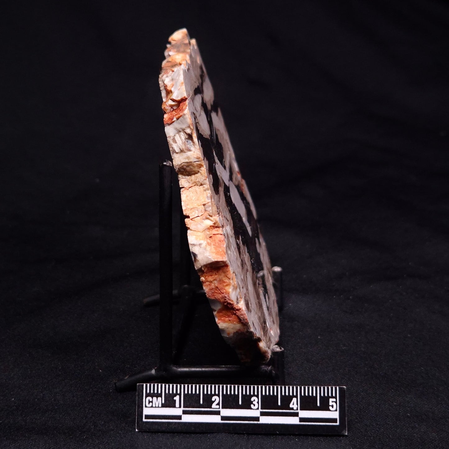 PEANUT WOOD PETRIFIED WOOD, Cretaceous, Australia ZPW015