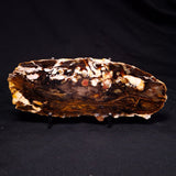 PEANUT WOOD PETRIFIED WOOD, Cretaceous, Australia ZPW016