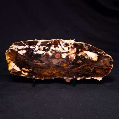 PEANUT WOOD PETRIFIED WOOD, Cretaceous, Australia ZPW016