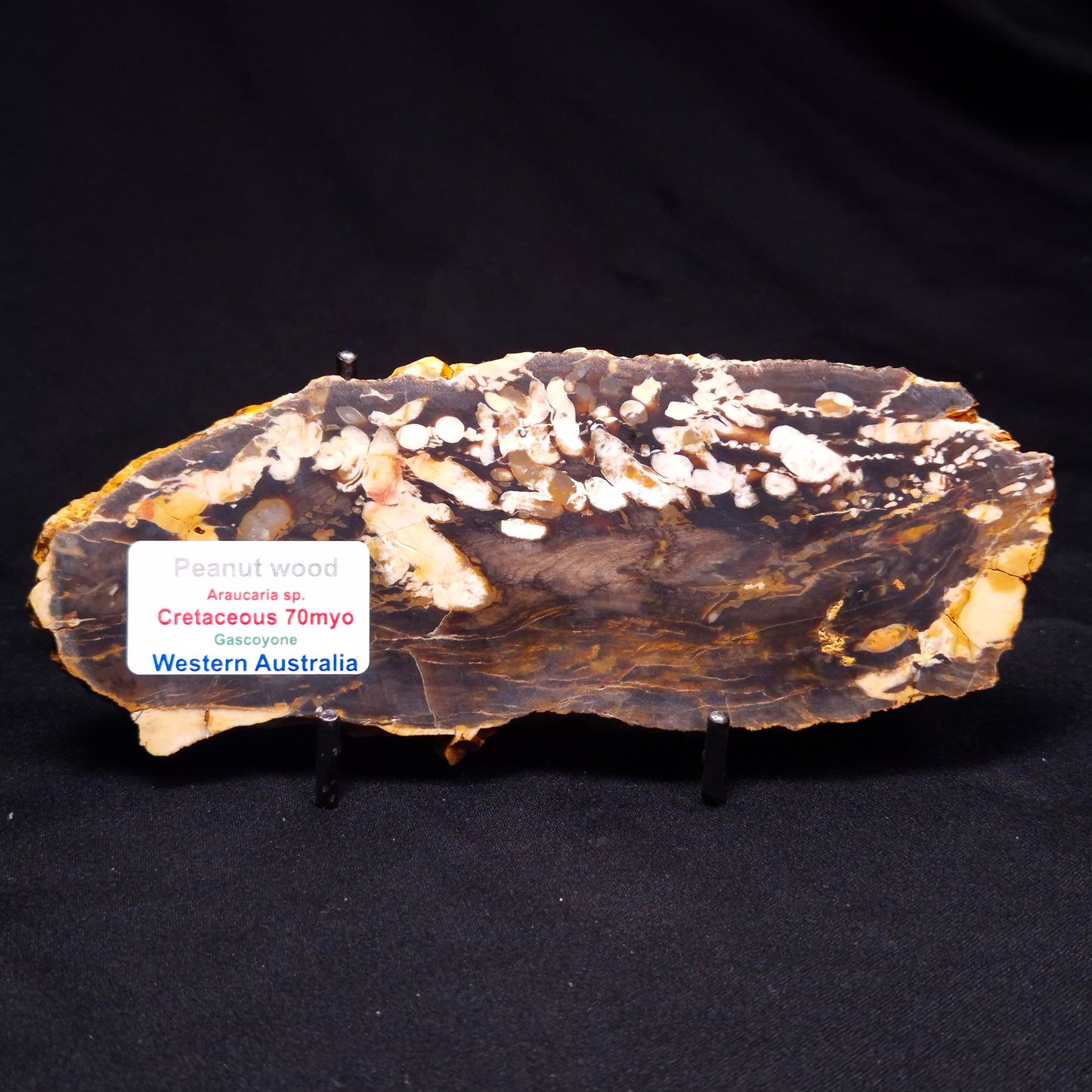 PEANUT WOOD PETRIFIED WOOD, Cretaceous, Australia ZPW016