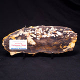 PEANUT WOOD PETRIFIED WOOD, Cretaceous, Australia ZPW016