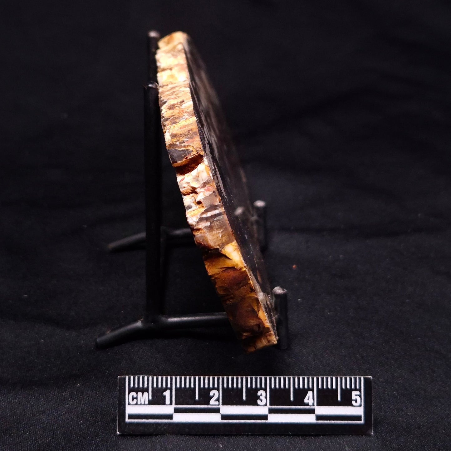 PEANUT WOOD PETRIFIED WOOD, Cretaceous, Australia ZPW016