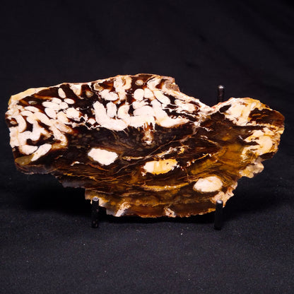 PEANUT WOOD PETRIFIED WOOD, Cretaceous, Australia ZPW017