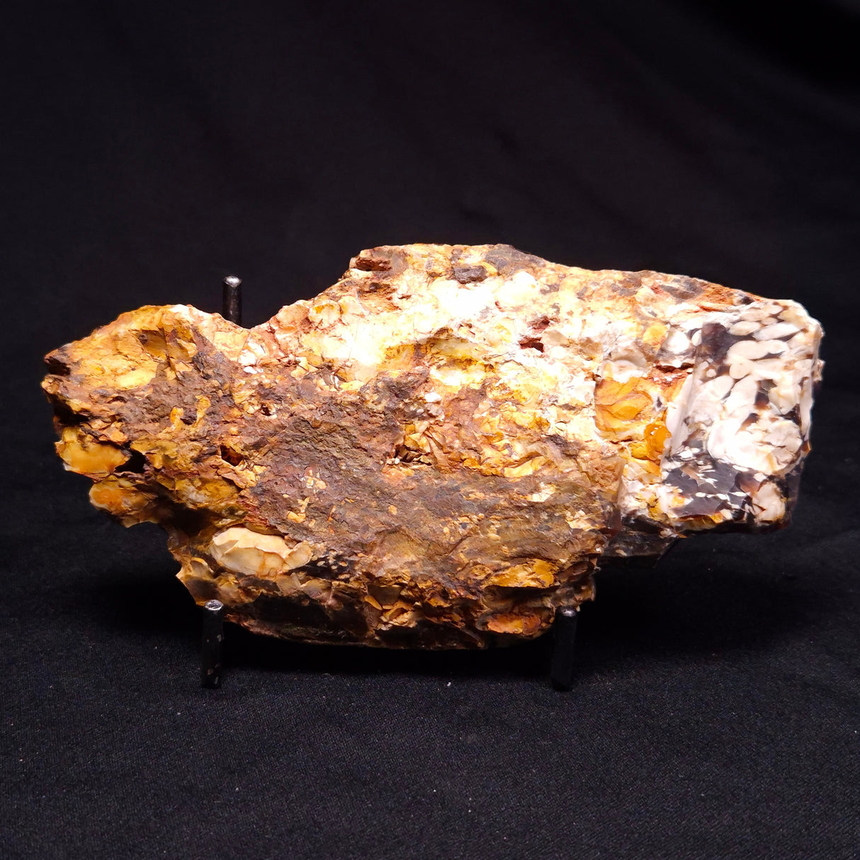 PEANUT WOOD PETRIFIED WOOD, Cretaceous, Australia ZPW017