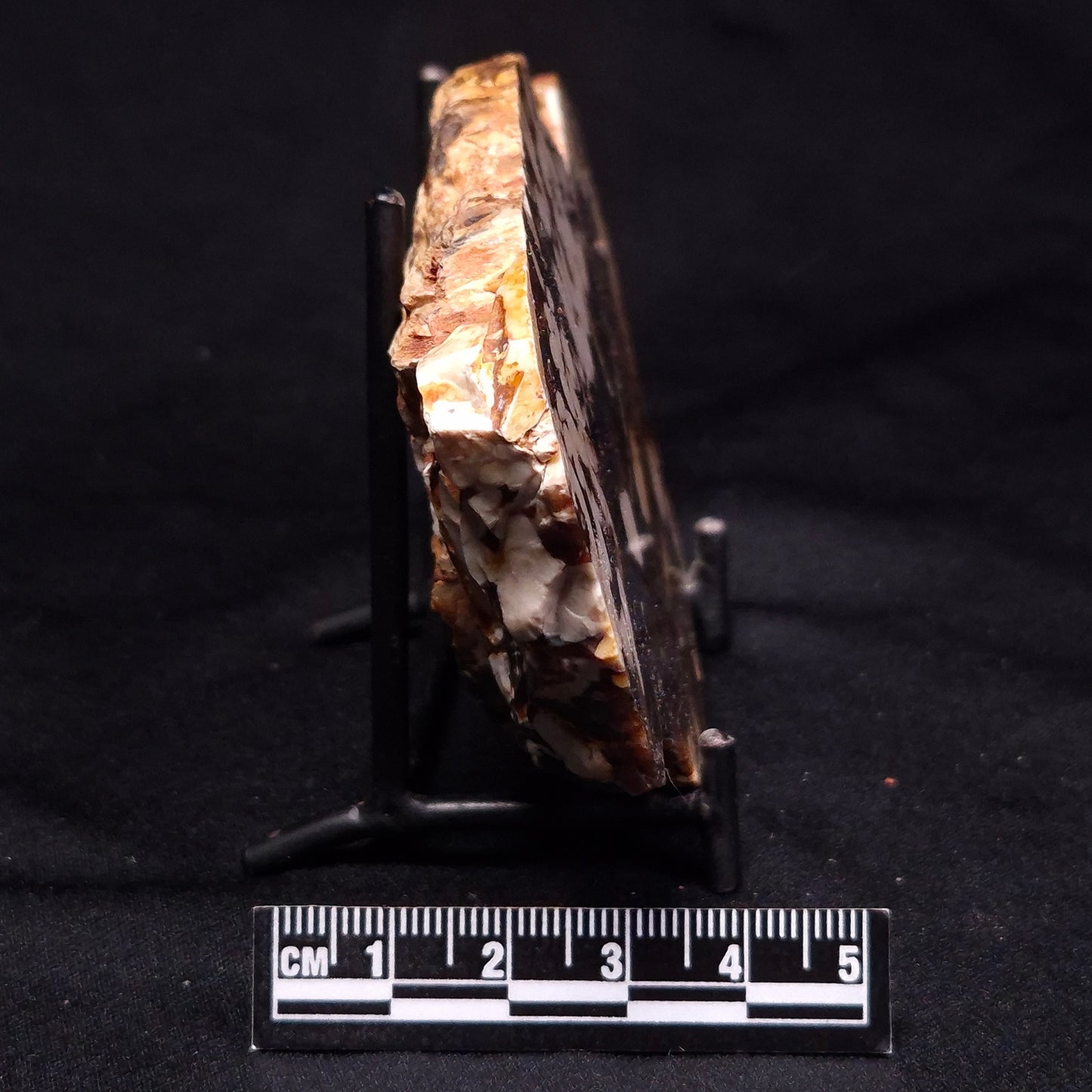 PEANUT WOOD PETRIFIED WOOD, Cretaceous, Australia ZPW017