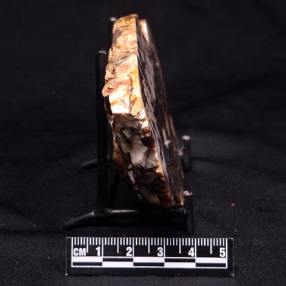 PEANUT WOOD PETRIFIED WOOD, Cretaceous, Australia ZPW017