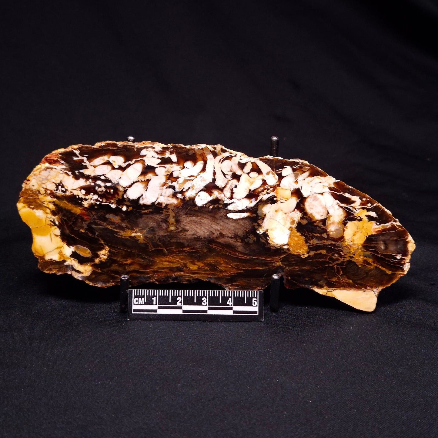 PEANUT WOOD PETRIFIED WOOD, Cretaceous, Australia ZPW018