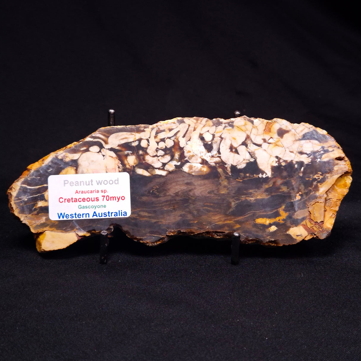 PEANUT WOOD PETRIFIED WOOD, Cretaceous, Australia ZPW018
