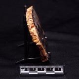 PEANUT WOOD PETRIFIED WOOD, Cretaceous, Australia ZPW018