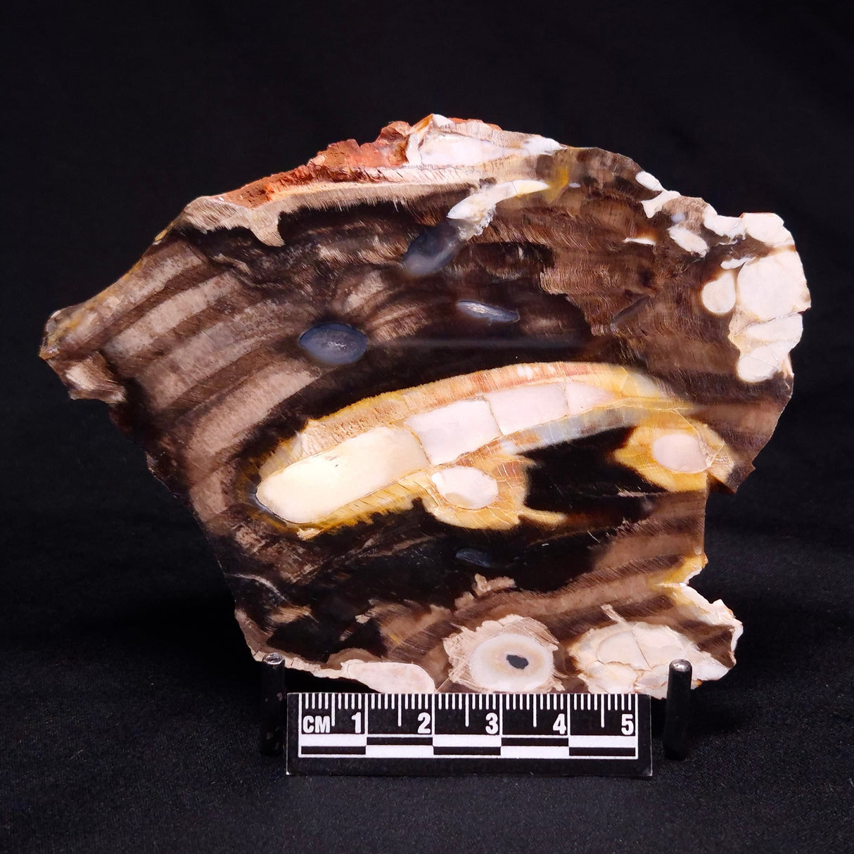 PEANUT WOOD PETRIFIED WOOD, Cretaceous, Australia ZPW019