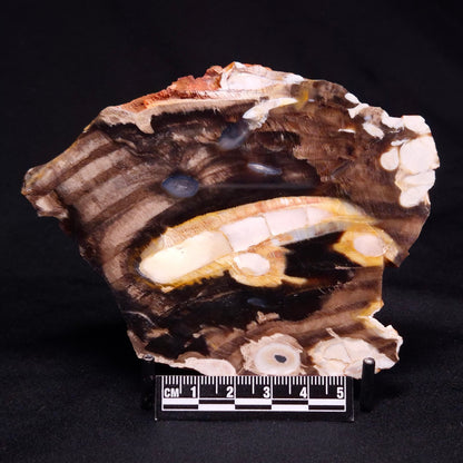 PEANUT WOOD PETRIFIED WOOD, Cretaceous, Australia ZPW019