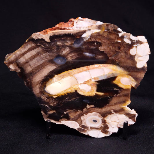 PEANUT WOOD PETRIFIED WOOD, Cretaceous, Australia ZPW019