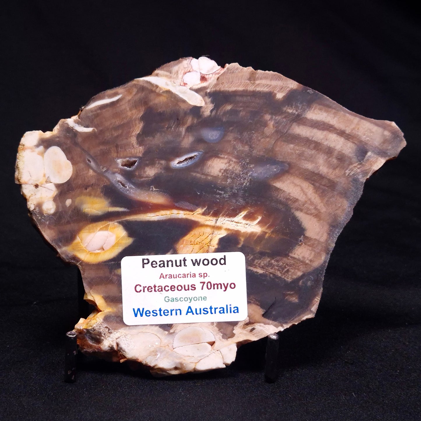 PEANUT WOOD PETRIFIED WOOD, Cretaceous, Australia ZPW019