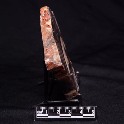 PEANUT WOOD PETRIFIED WOOD, Cretaceous, Australia ZPW019