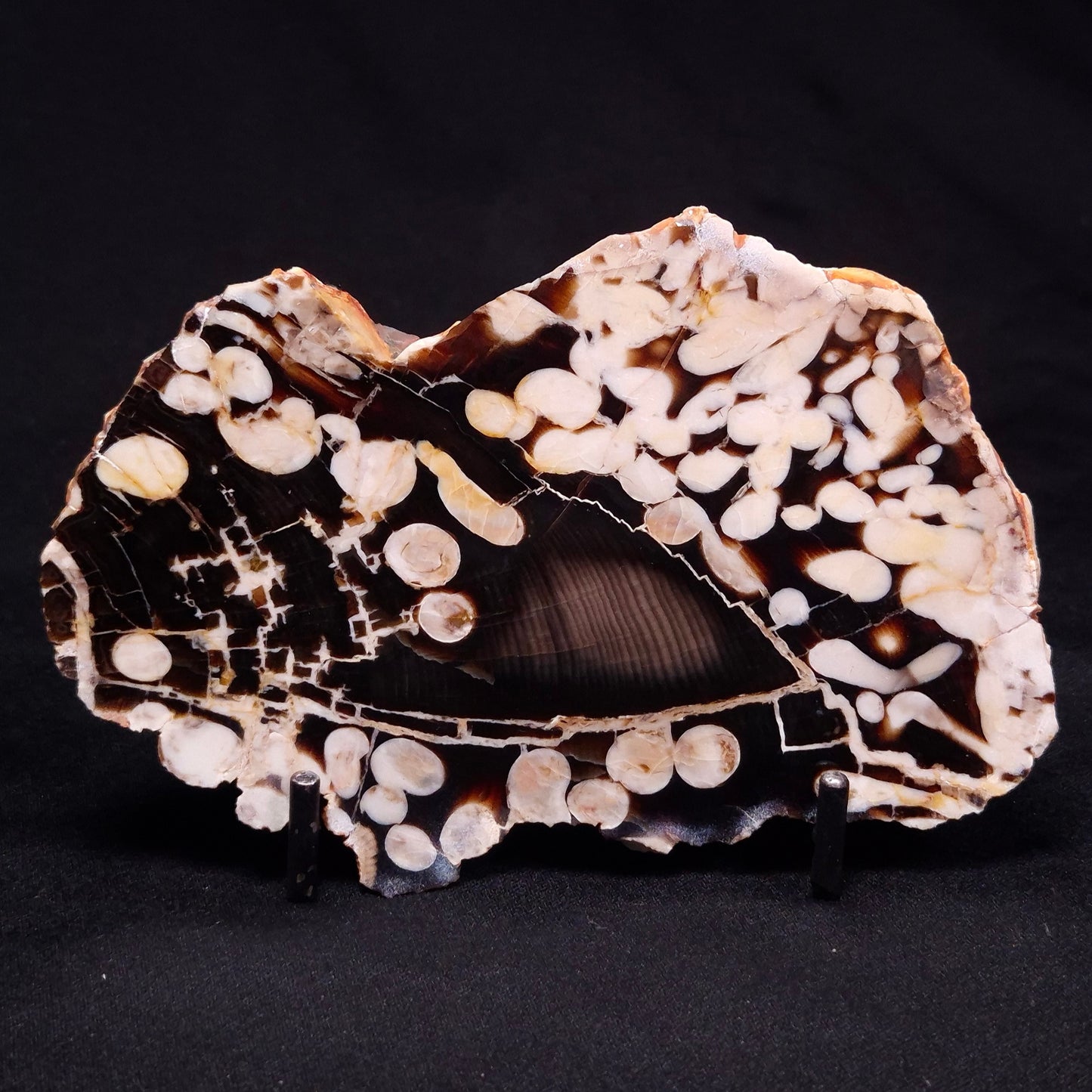 PEANUT WOOD PETRIFIED WOOD, Cretaceous, Australia ZPW020