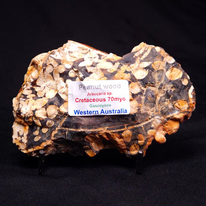 PEANUT WOOD PETRIFIED WOOD, Cretaceous, Australia ZPW020