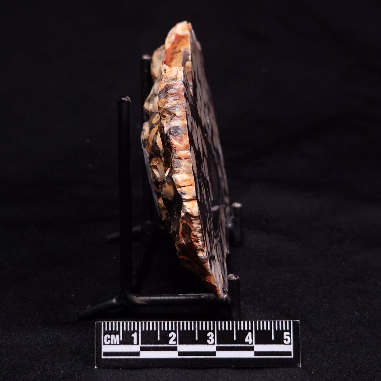 PEANUT WOOD PETRIFIED WOOD, Cretaceous, Australia ZPW020