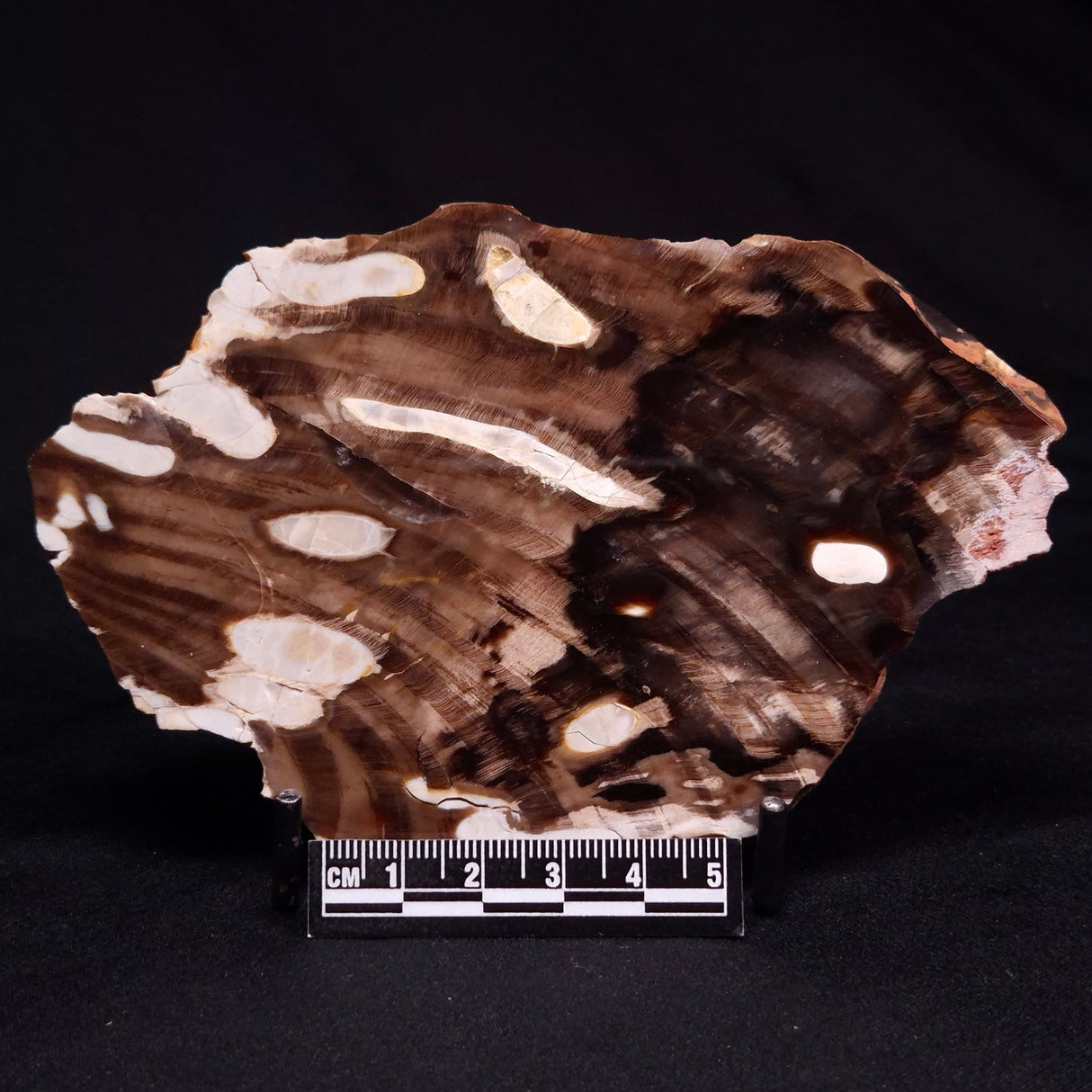 PEANUT WOOD PETRIFIED WOOD, Cretaceous, Australia ZPW021