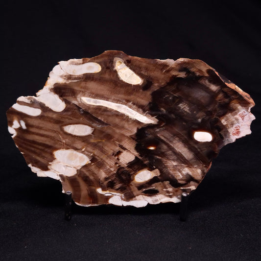 PEANUT WOOD PETRIFIED WOOD, Cretaceous, Australia ZPW021