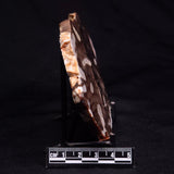PEANUT WOOD PETRIFIED WOOD, Cretaceous, Australia ZPW021