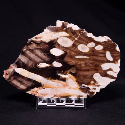 PEANUT WOOD PETRIFIED WOOD, Cretaceous, Australia ZPW022