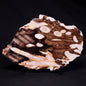 PEANUT WOOD PETRIFIED WOOD, Cretaceous, Australia ZPW022