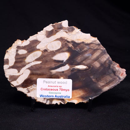 PEANUT WOOD PETRIFIED WOOD, Cretaceous, Australia ZPW022
