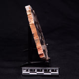 PEANUT WOOD PETRIFIED WOOD, Cretaceous, Australia ZPW022