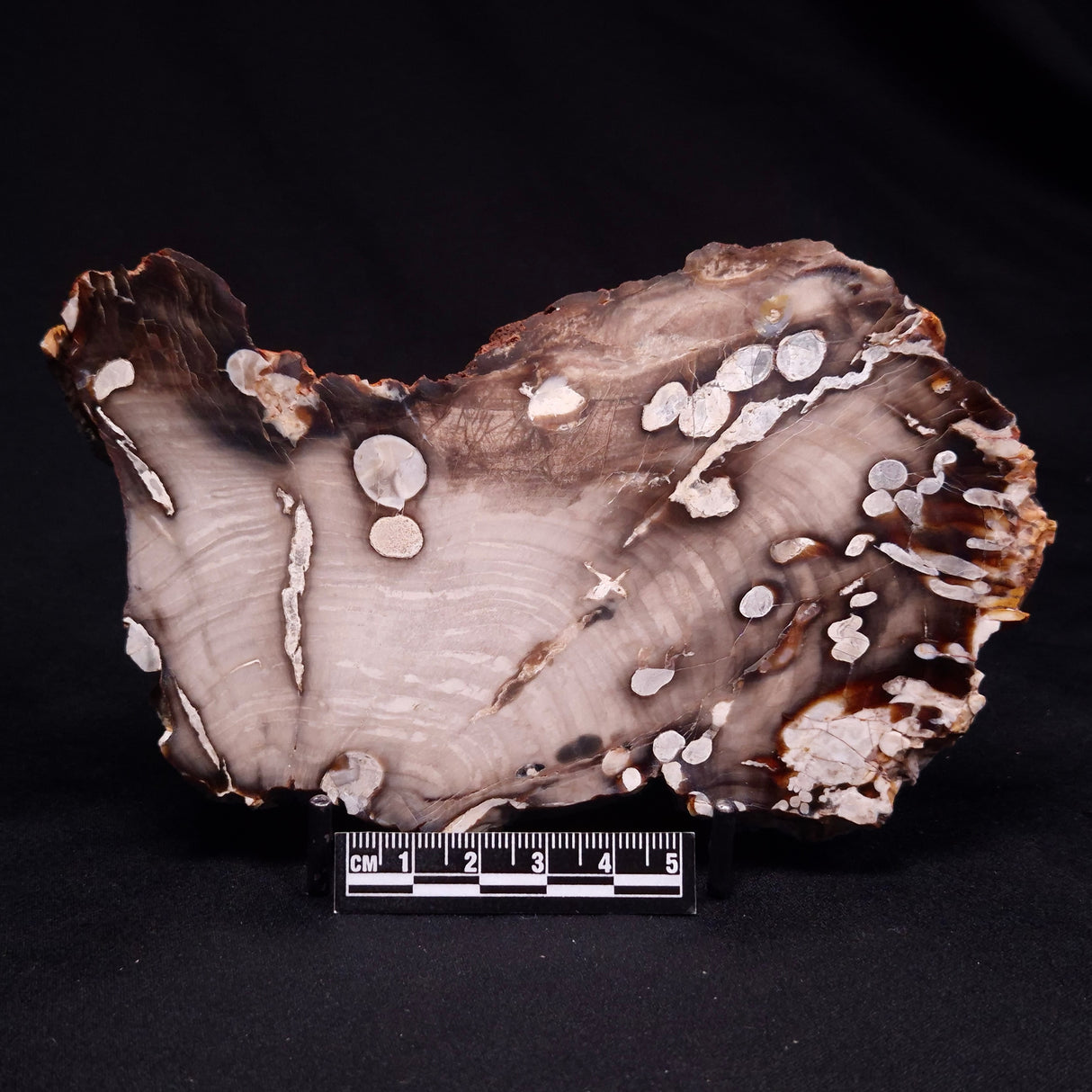 PEANUT WOOD PETRIFIED WOOD, Cretaceous, Australia ZPW023