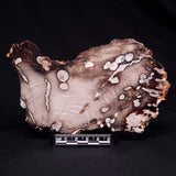PEANUT WOOD PETRIFIED WOOD, Cretaceous, Australia ZPW023