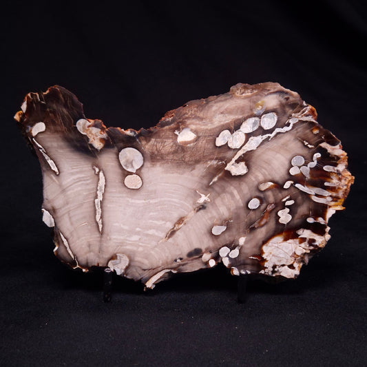 PEANUT WOOD PETRIFIED WOOD, Cretaceous, Australia ZPW023