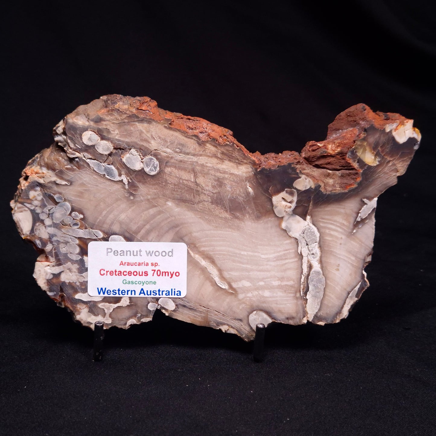 PEANUT WOOD PETRIFIED WOOD, Cretaceous, Australia ZPW023