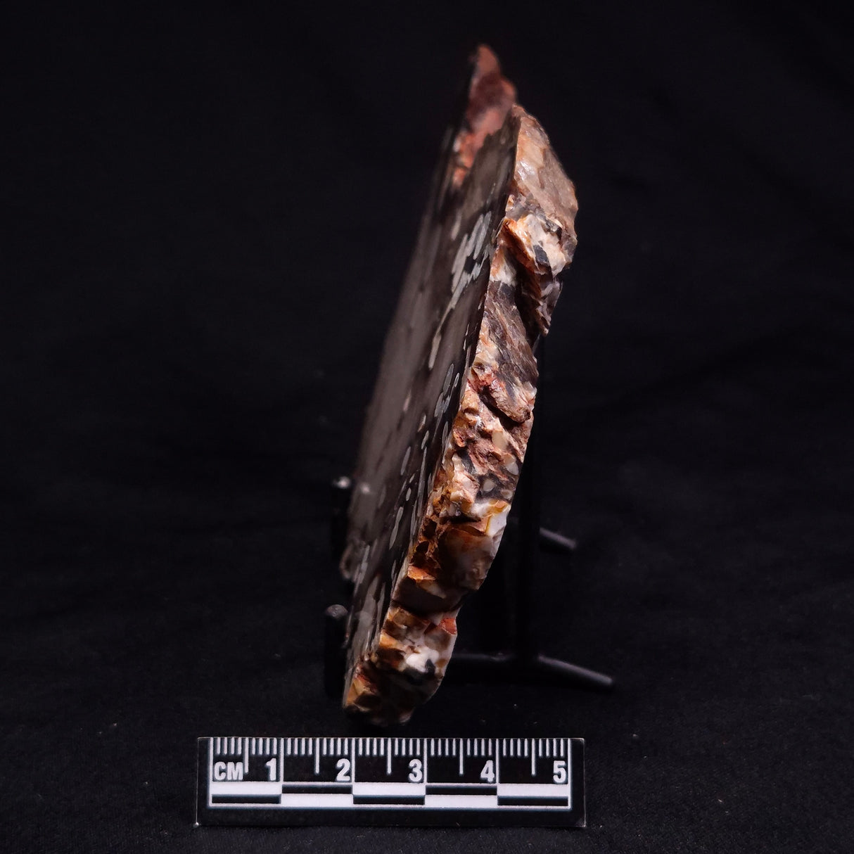 PEANUT WOOD PETRIFIED WOOD, Cretaceous, Australia ZPW023