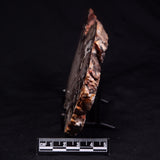 PEANUT WOOD PETRIFIED WOOD, Cretaceous, Australia ZPW023