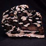 PEANUT WOOD PETRIFIED WOOD, Cretaceous, Australia ZPW024