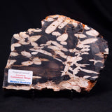 PEANUT WOOD PETRIFIED WOOD, Cretaceous, Australia ZPW024