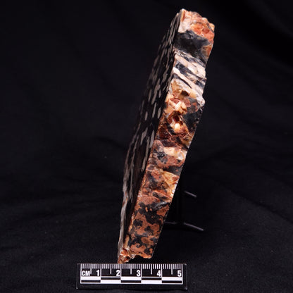 PEANUT WOOD PETRIFIED WOOD, Cretaceous, Australia ZPW024