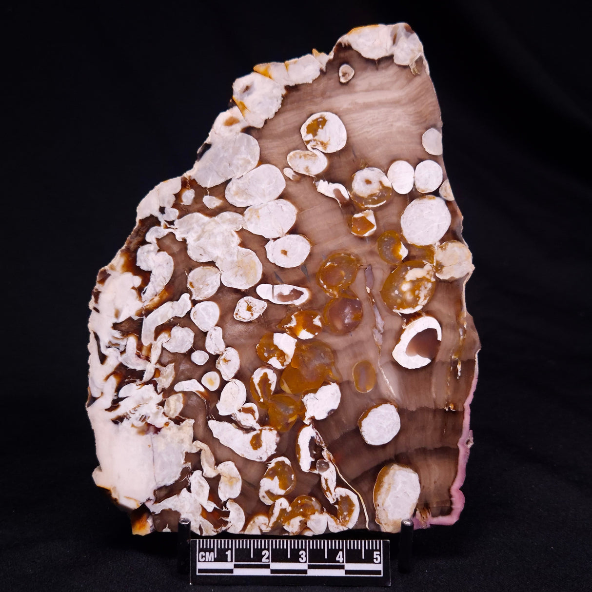 PEANUT WOOD PETRIFIED WOOD, Cretaceous, Australia ZPW025