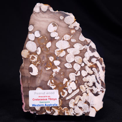 PEANUT WOOD PETRIFIED WOOD, Cretaceous, Australia ZPW025