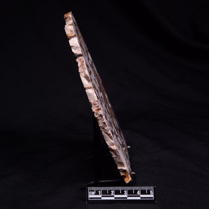 PEANUT WOOD PETRIFIED WOOD, Cretaceous, Australia ZPW025