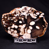 PEANUT WOOD PETRIFIED WOOD, Cretaceous, Australia ZPW026