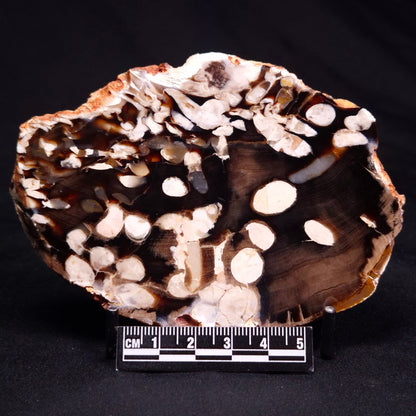 PEANUT WOOD PETRIFIED WOOD, Cretaceous, Australia ZPW026