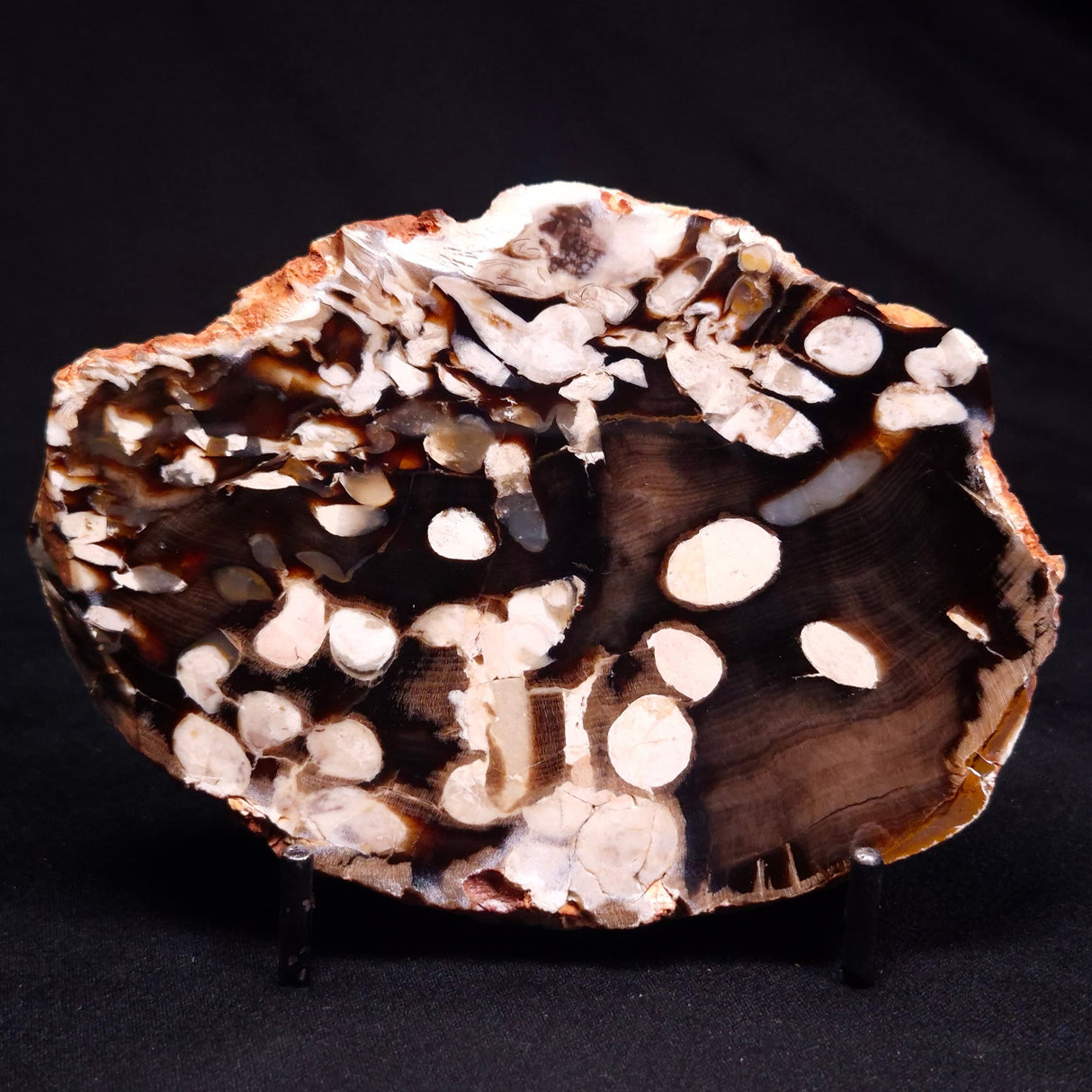 PEANUT WOOD PETRIFIED WOOD, Cretaceous, Australia ZPW026