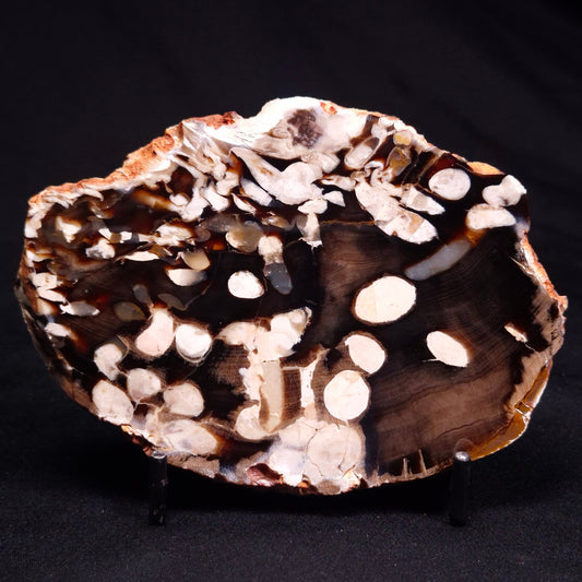 PEANUT WOOD PETRIFIED WOOD, Cretaceous, Australia ZPW026