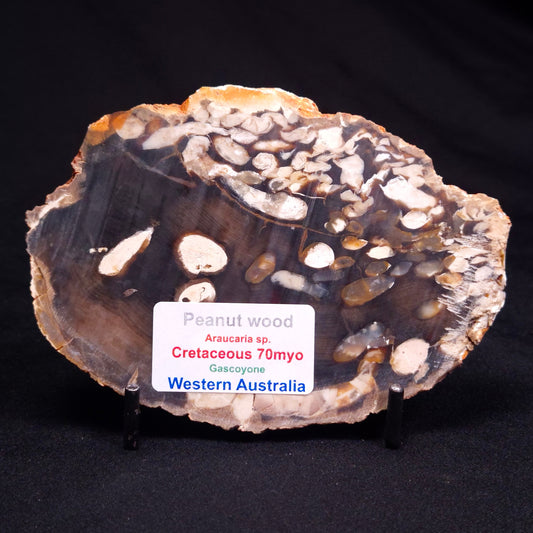 PEANUT WOOD PETRIFIED WOOD, Cretaceous, Australia ZPW026